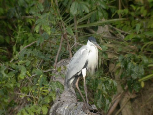 Cocoi Heron,Ardea cocoi. Los Amigos Research Center, Per? Photo:Gunnar Enblom